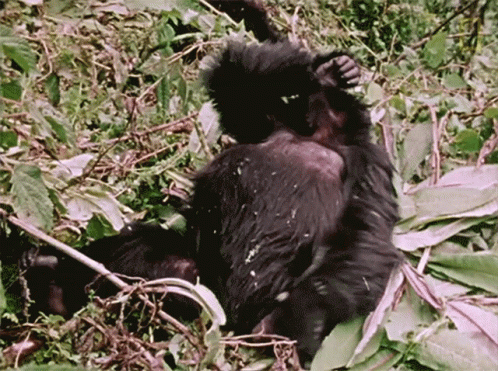 an adult gorilla is holding onto a baby monkey