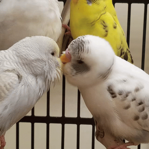 there are four birds being playful to talk