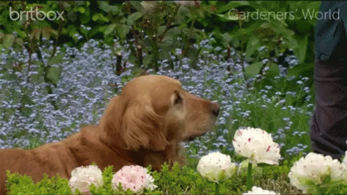 there is a blue dog laying in some flowers