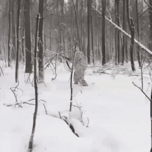 a snowboarder is coming through the snow in the woods
