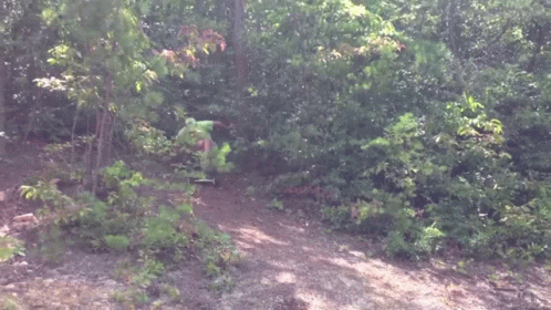 a bear walking in the woods behind a trail