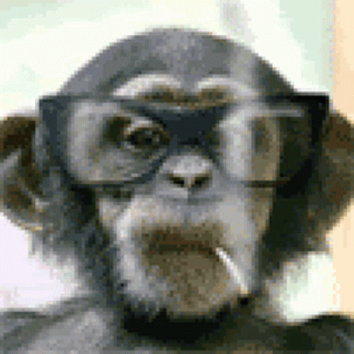 an image of a monkey wearing glasses