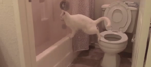 a cat drinking from a white toilet next to a bath tub