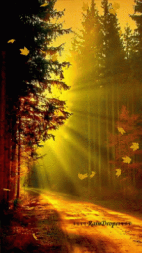 a forest is lit by the sun through the trees