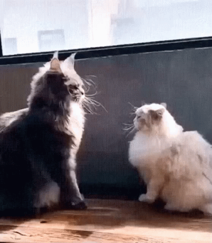 two cats sitting on a ledge next to each other
