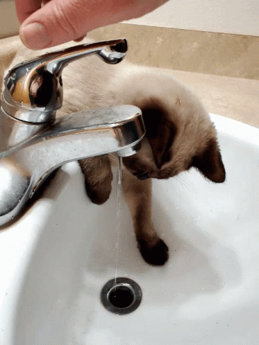 a black cat in a sink getting its water taken
