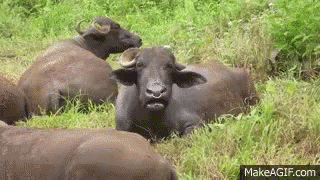 a herd of bulls grazing in a grassy field