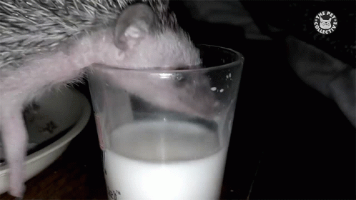 a person is trying to eat a piece of food next to a glass of milk