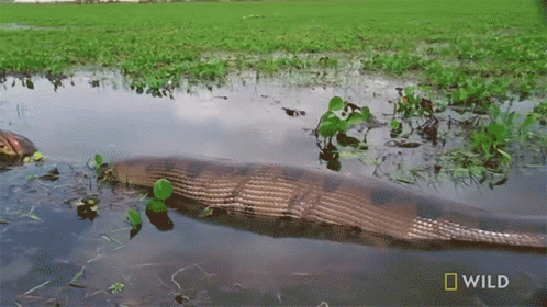 an alligator that is submerged in some water