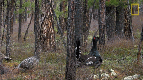 two turkeys are sitting in the woods near some trees