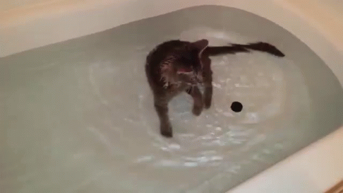 a black cat in a bath tub with water