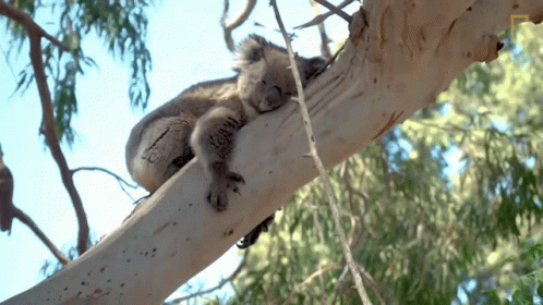 the koalas are sitting in the very thick tree