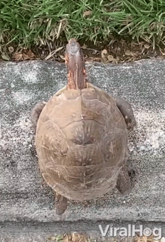 a little bird sitting on top of a tortoise