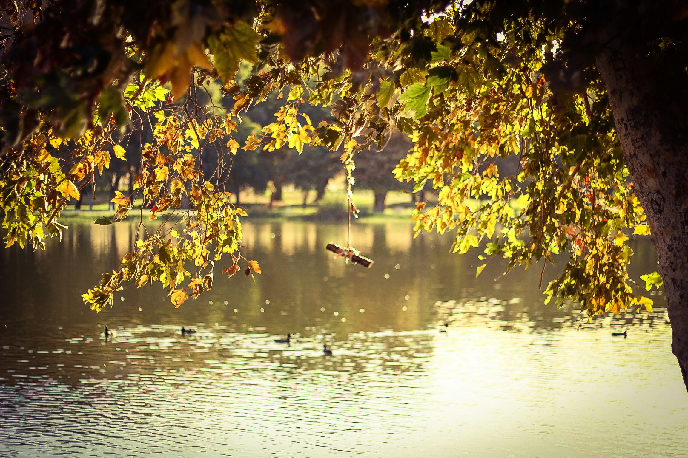 the tree nches have yellow leaves and some ducks swimming in the water