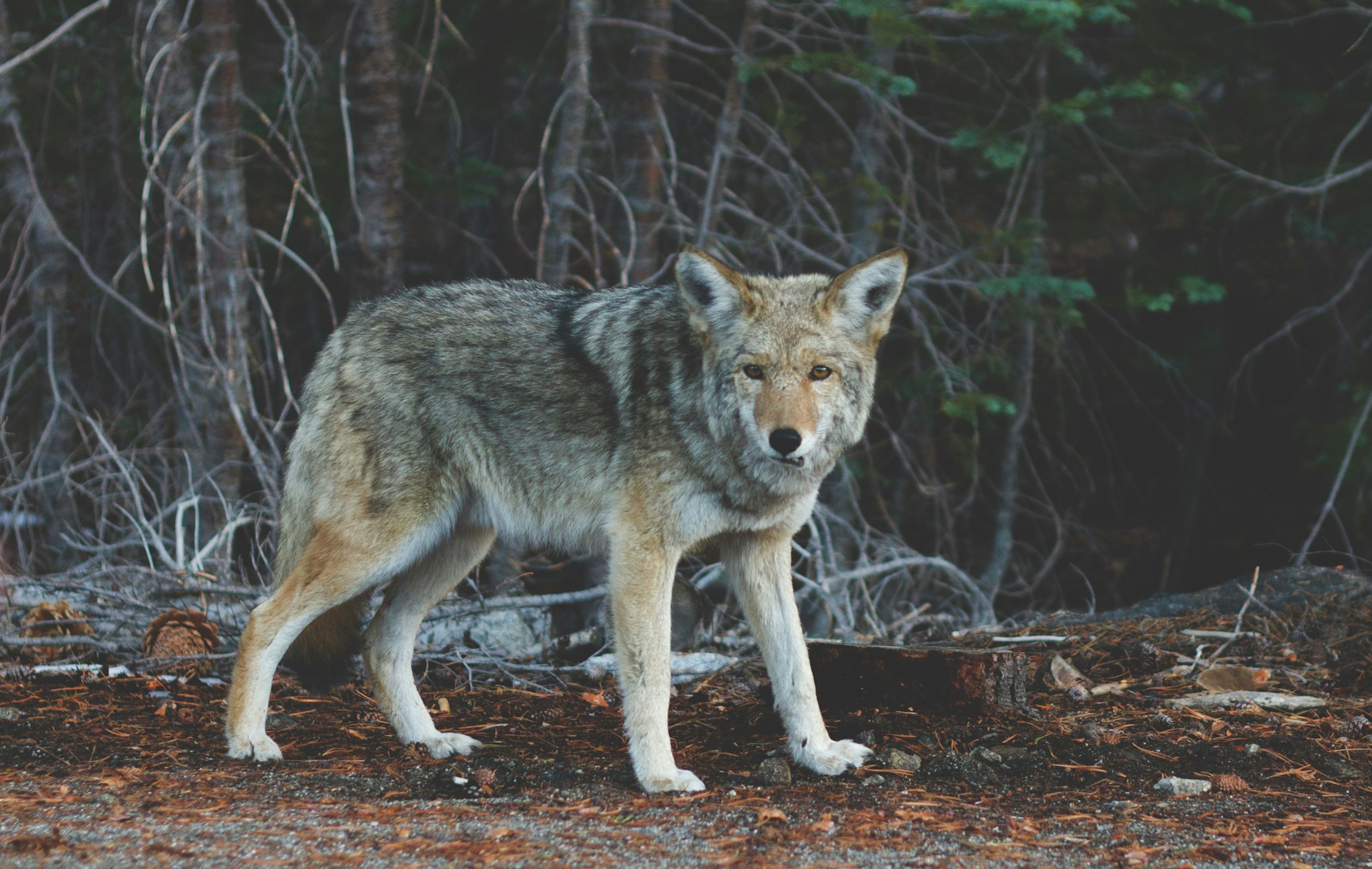 an animal that is standing on the ground in front of trees