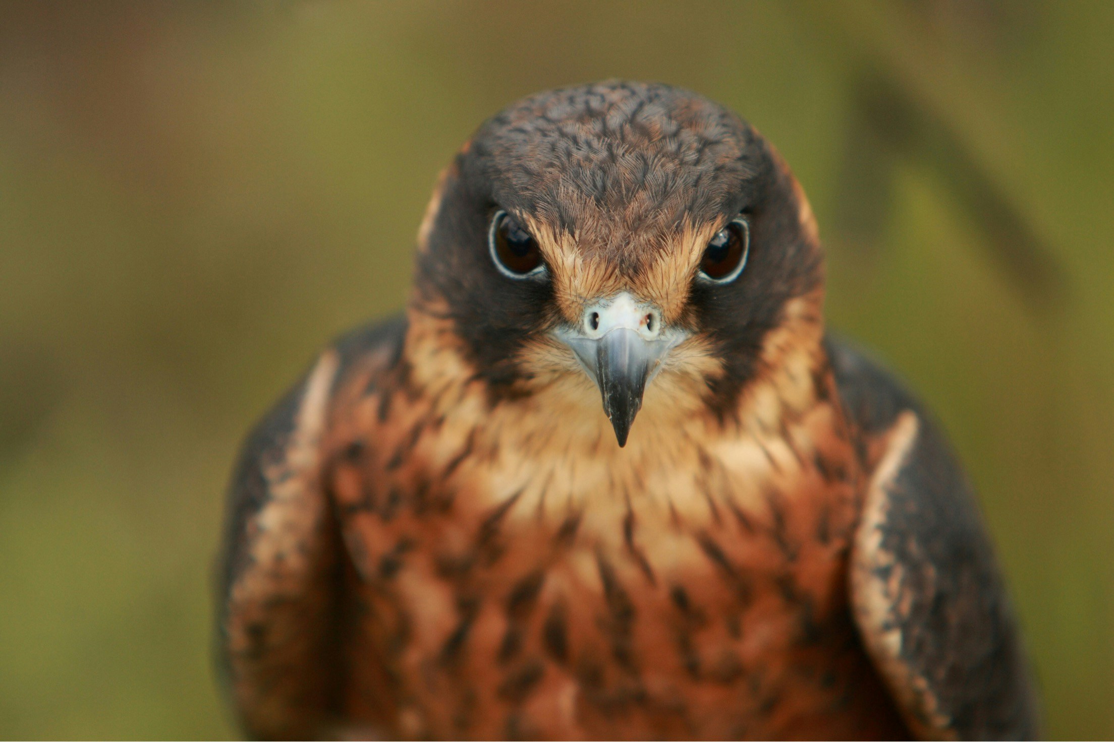 a brown, black and white bird standing on some nches