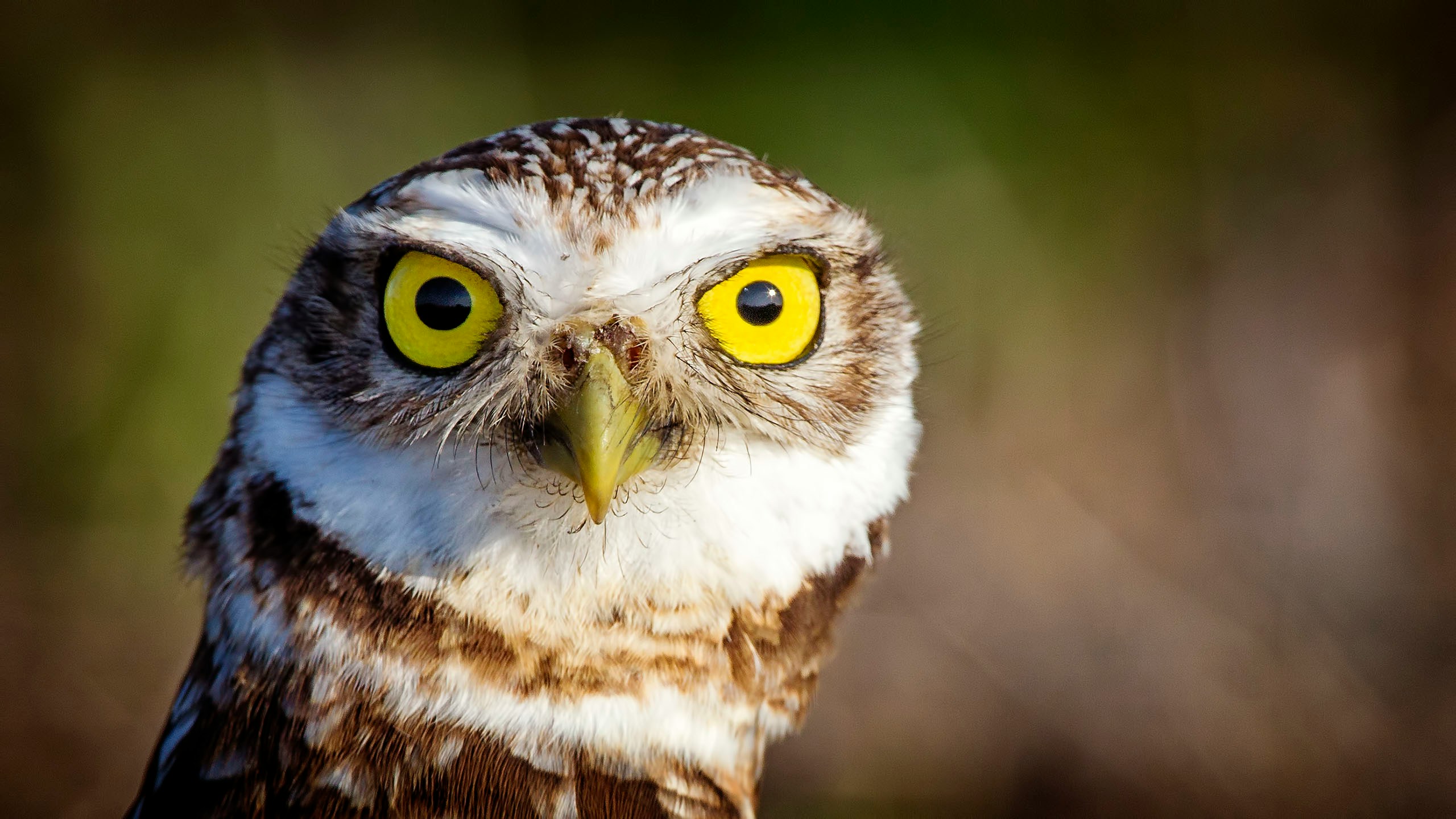 an owl has bright yellow eyes while standing on a nch