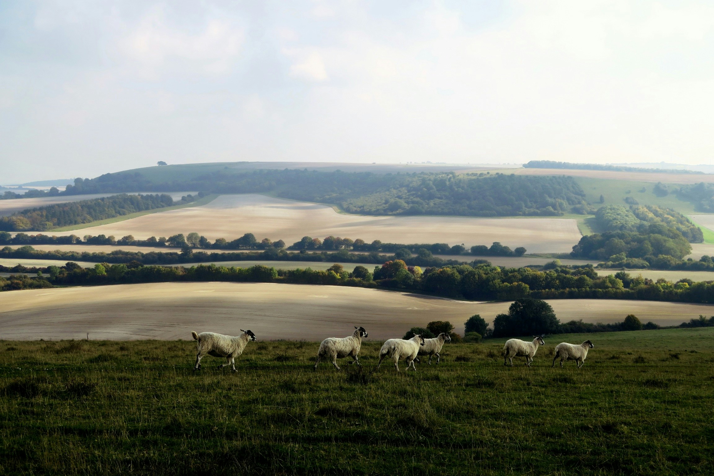 some white sheep in the grass by a hillside