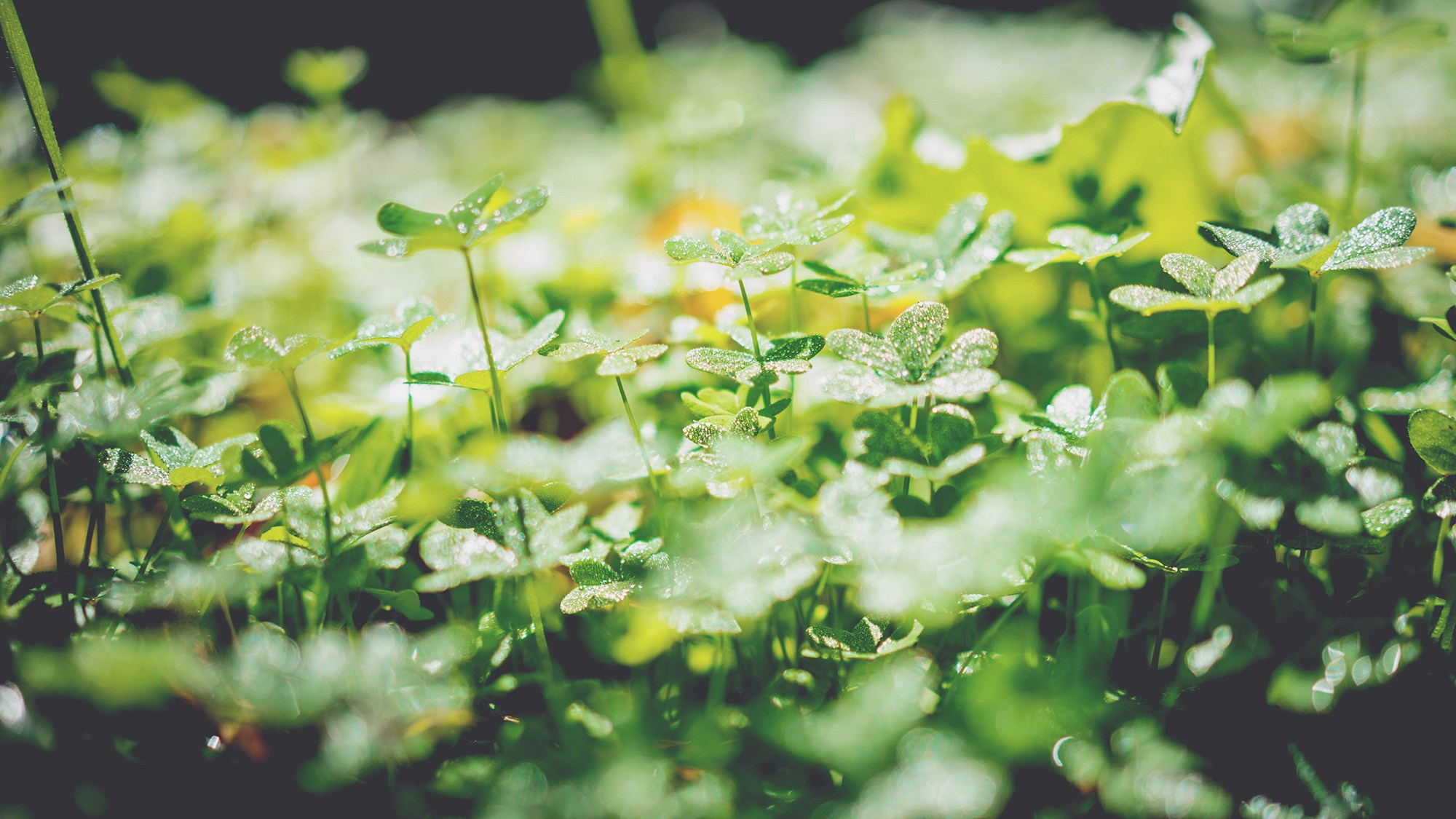 a closeup of some grass with water drops