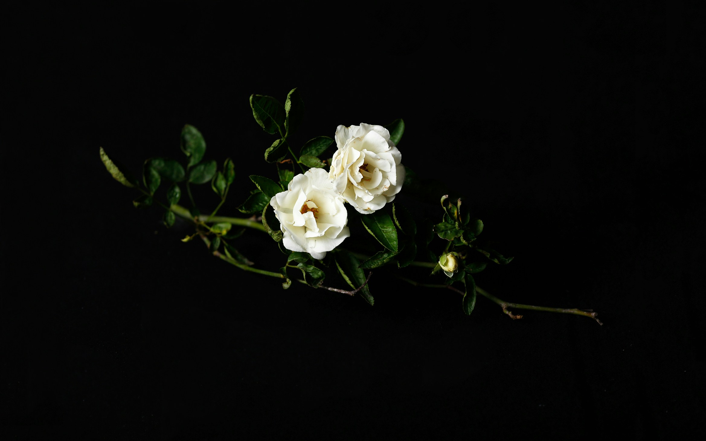 an image of roses on a black background