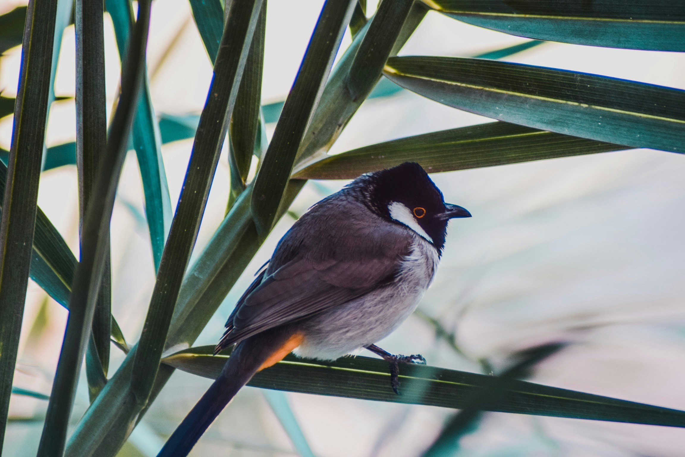 the bird sits on a long, thin plant stem