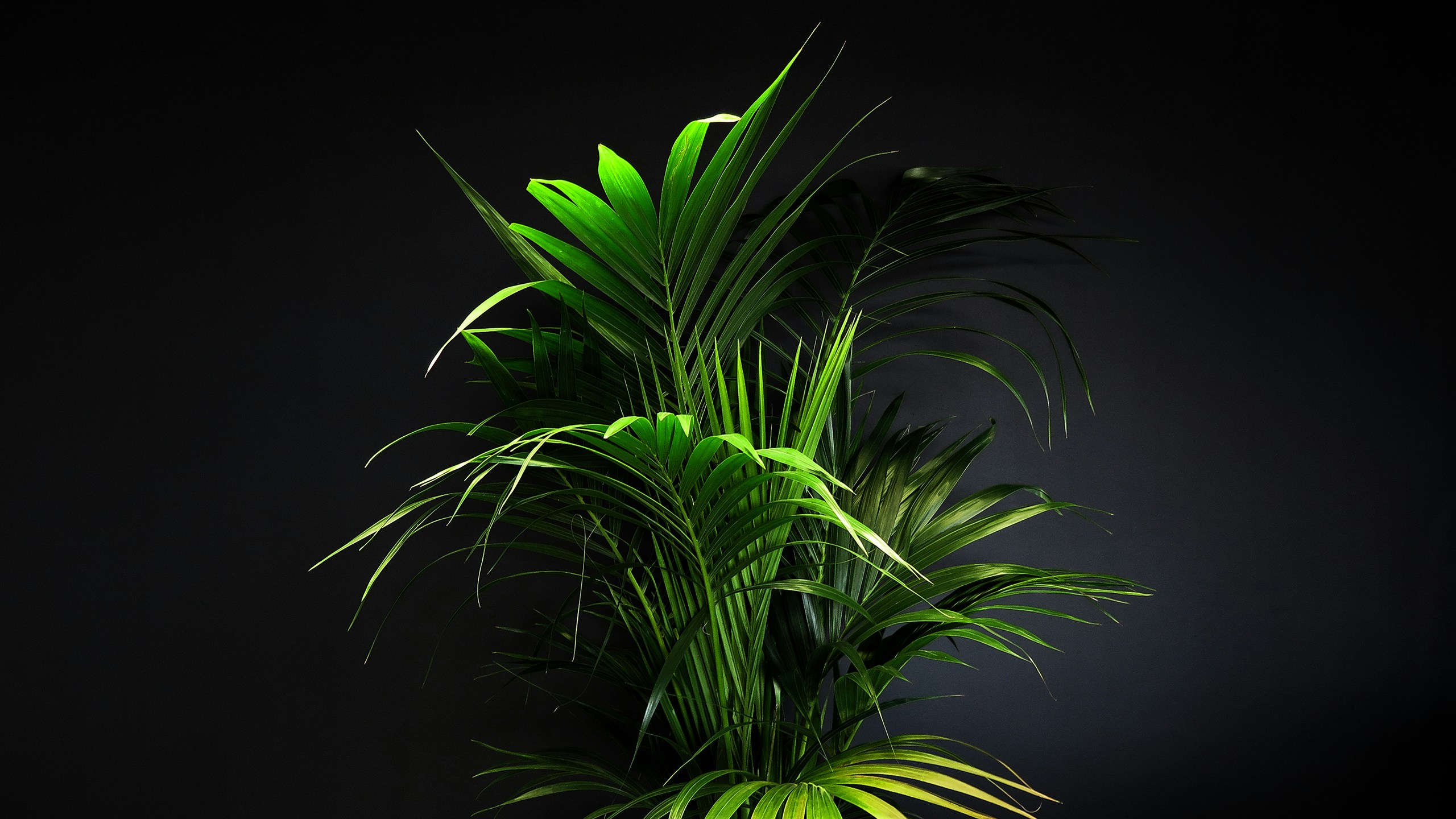 an image of a large plant in the dark