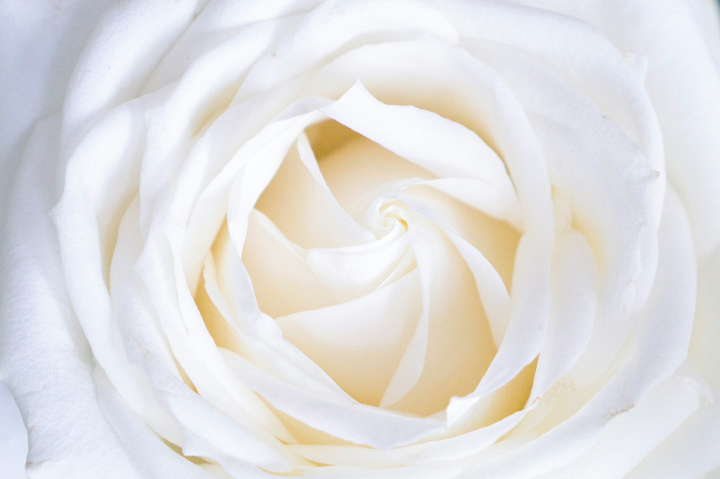 white rose in the center of a circle