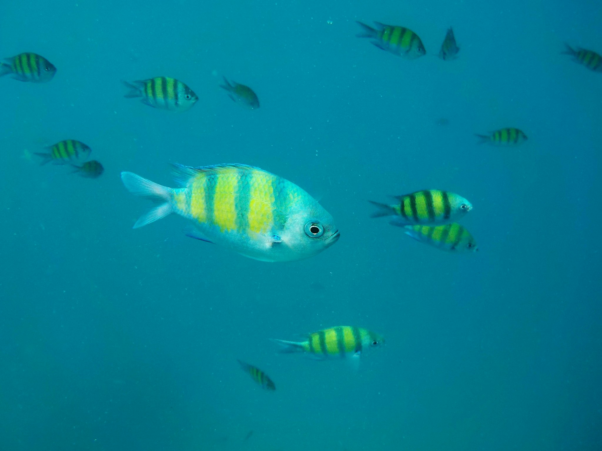 many yellow and white fish swimming in the ocean