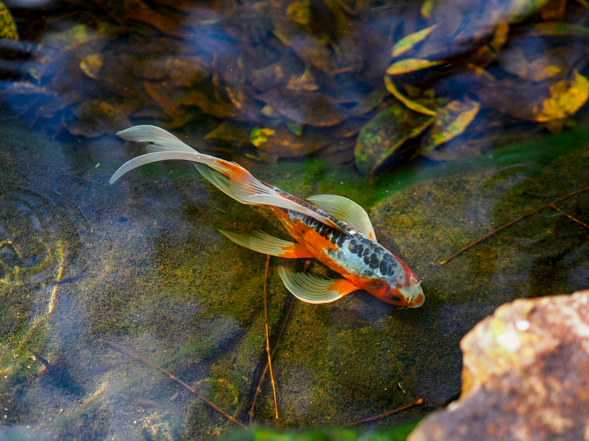 a koi fish swimming in a pond filled with water