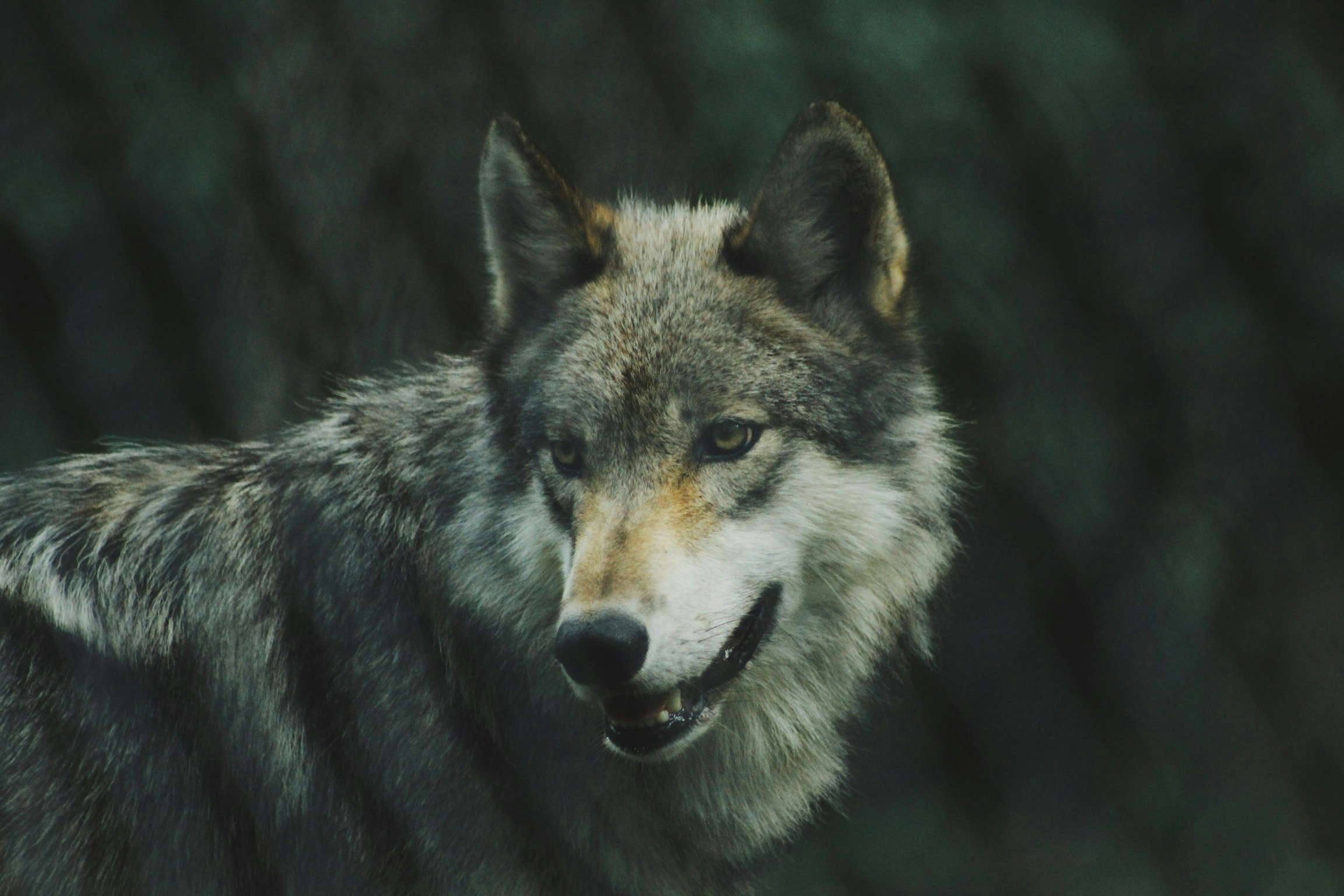 a wolf with black background and gray colors