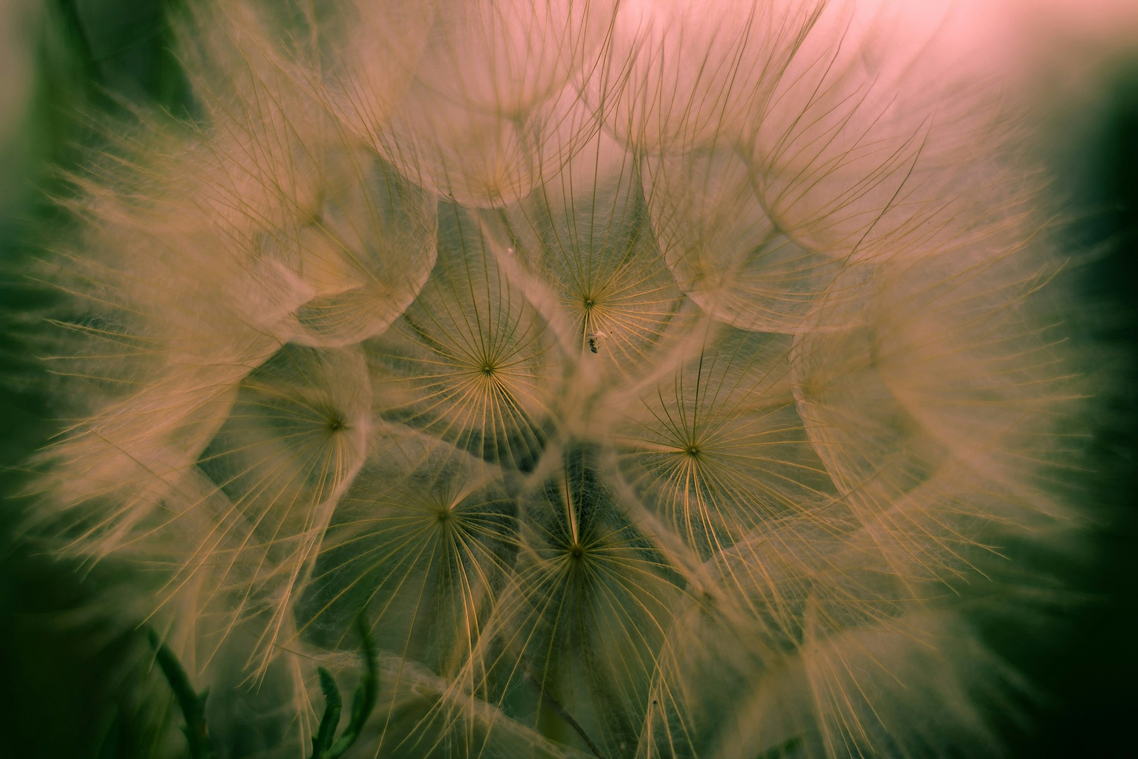 the dandelion is blooming on a clear day