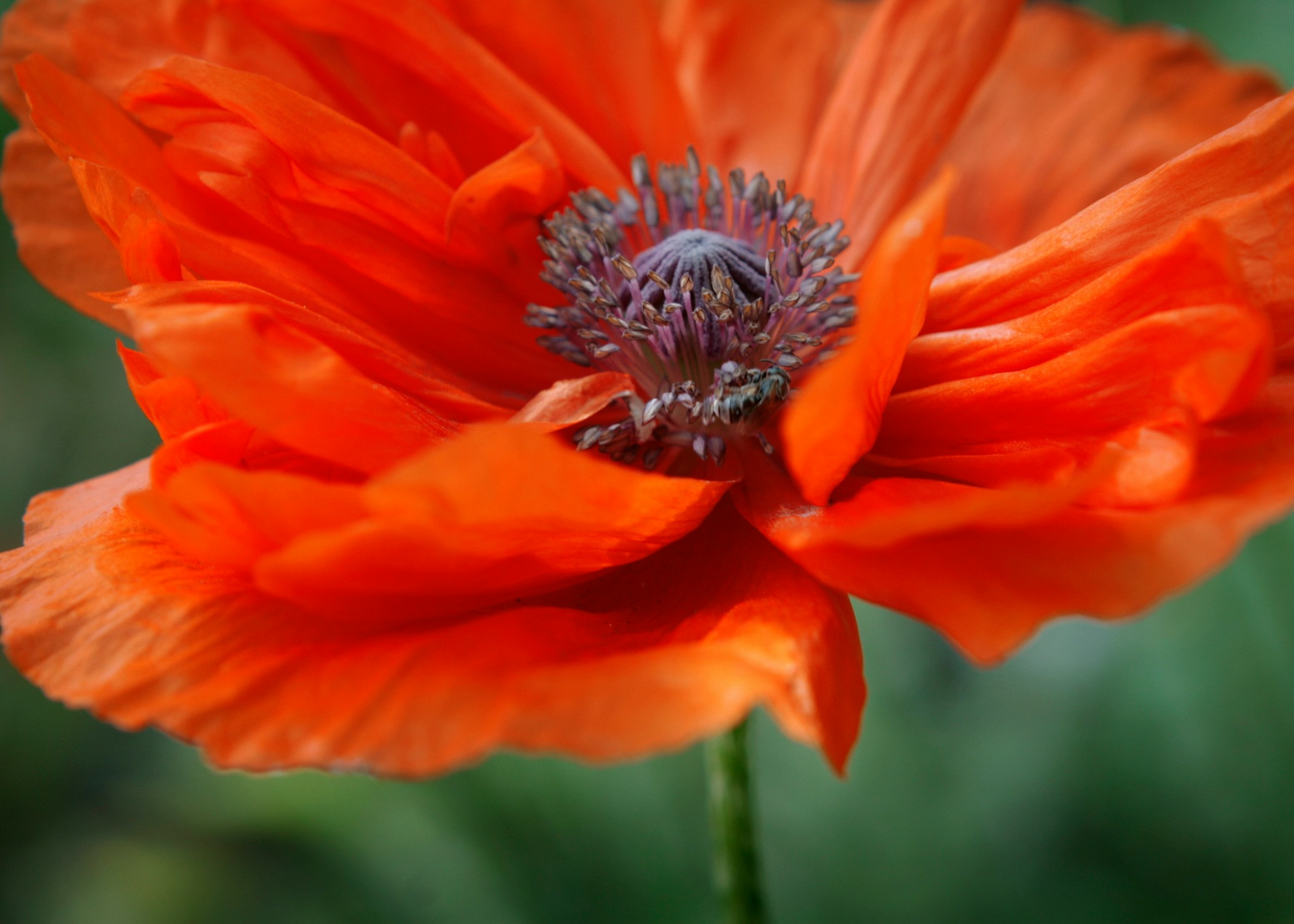 an orange flower blooming on top of a green stem