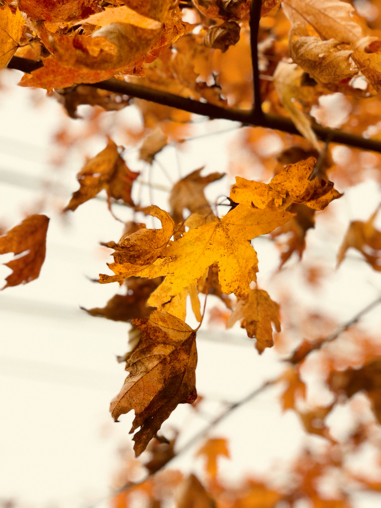 yellow leaves on the tree with grey building in background