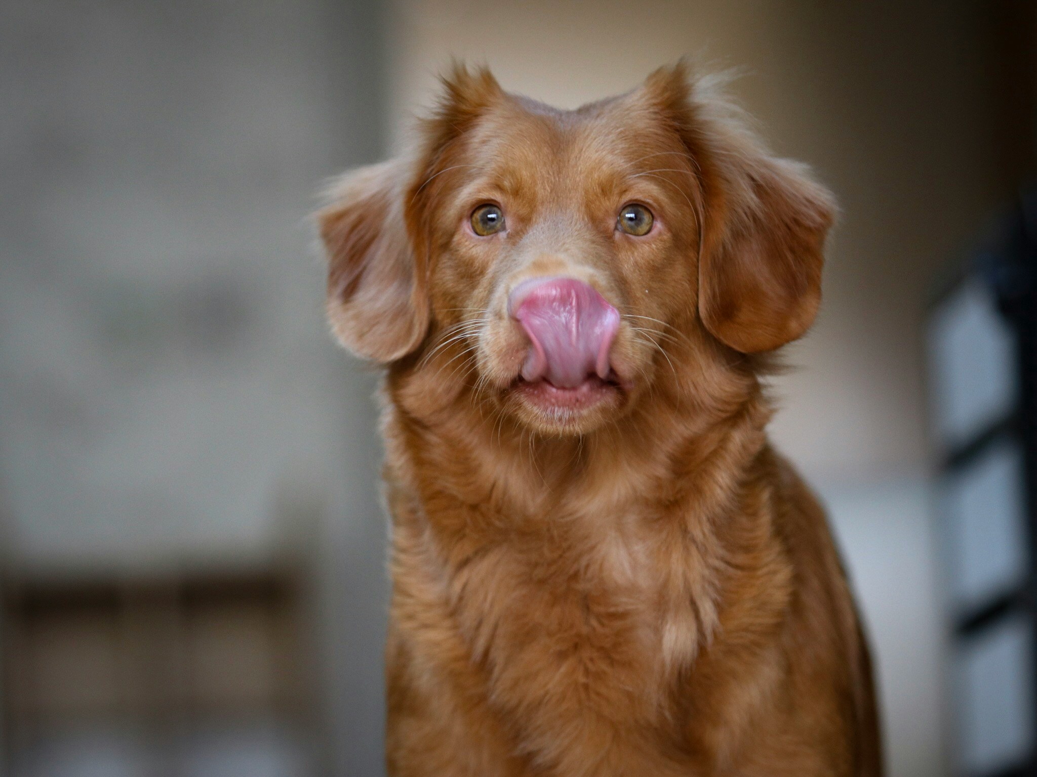 an adorable brown dog sitting with its tongue out