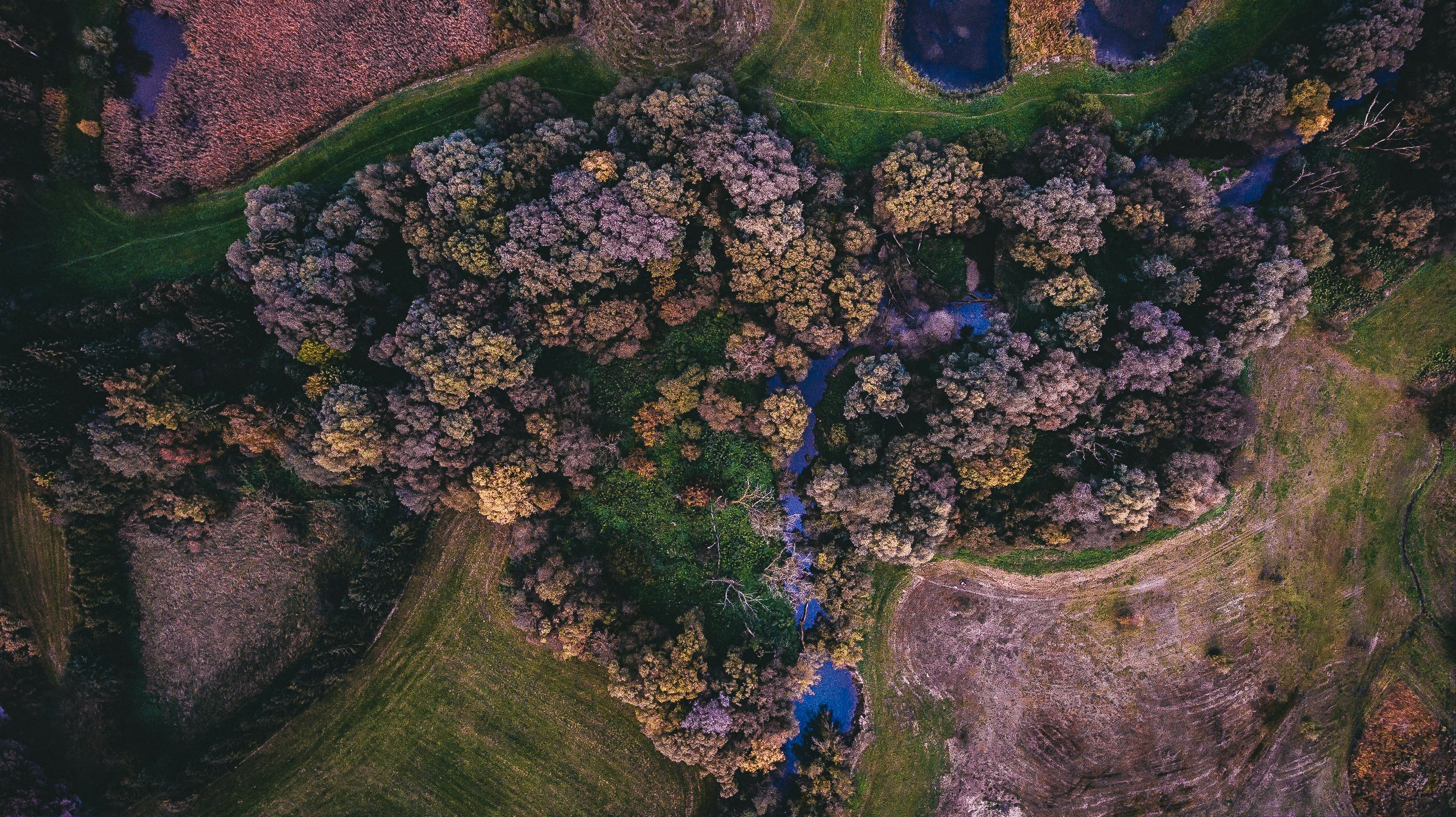 overhead view of trees on both sides of the path