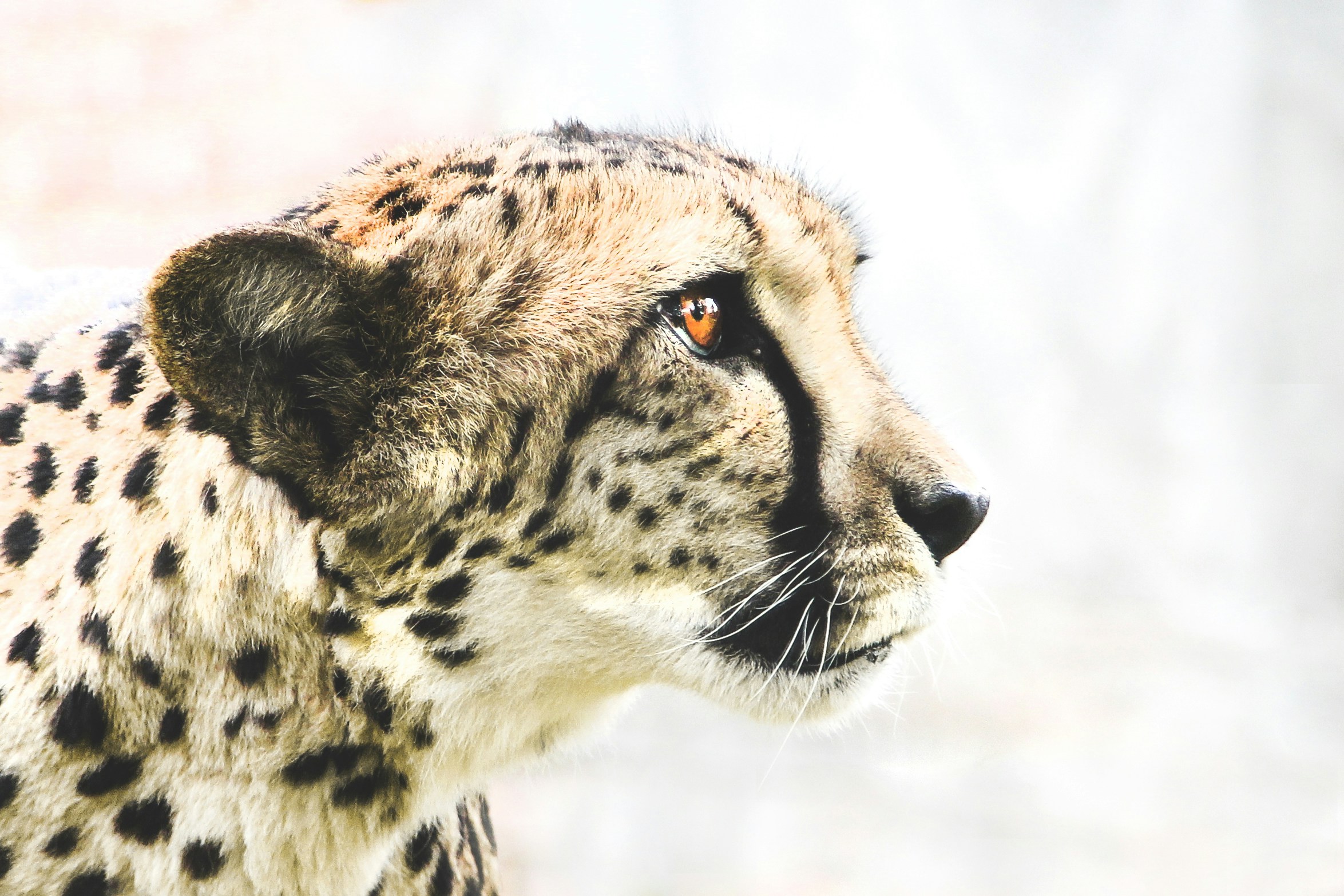 the large white and black cheetah is looking out