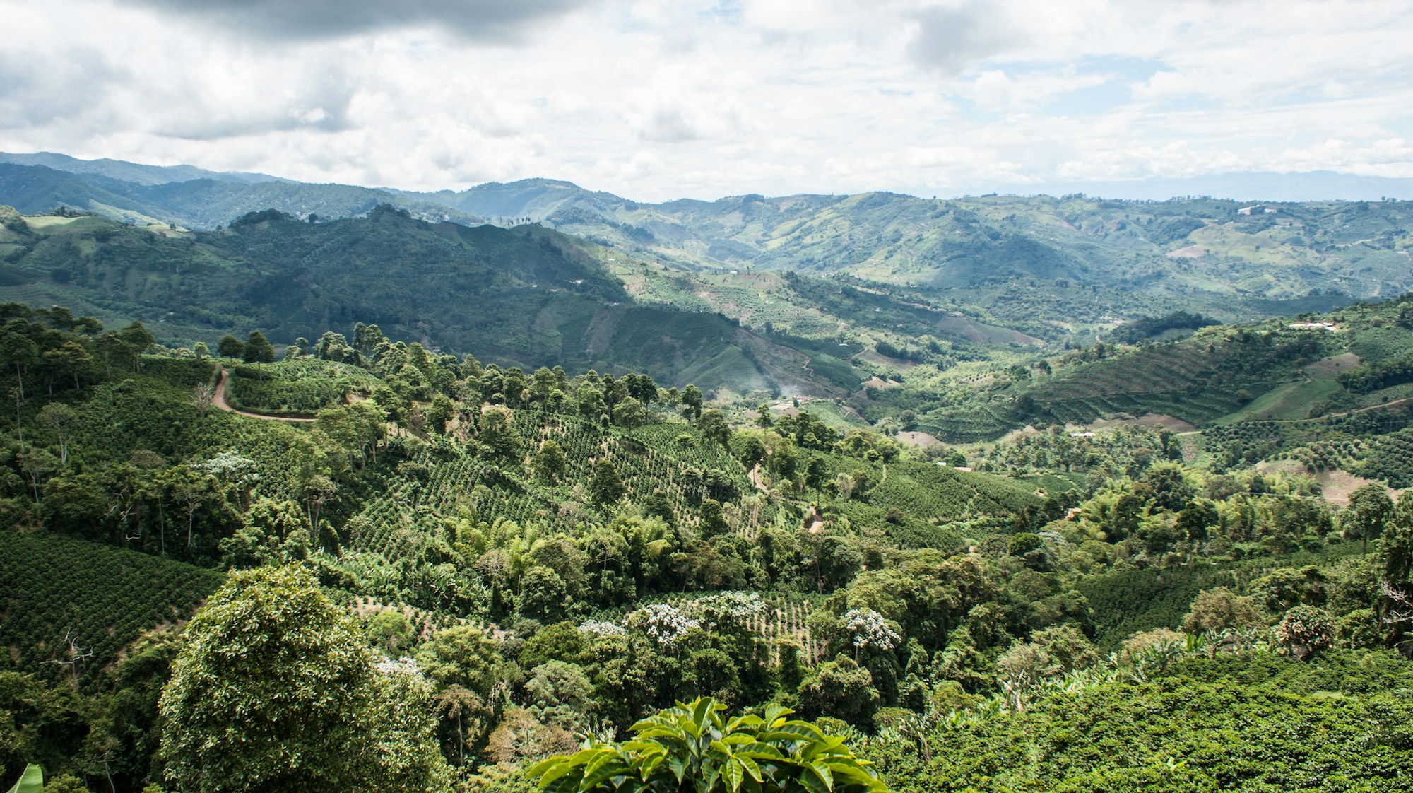 trees in the mountains with a view to the forest