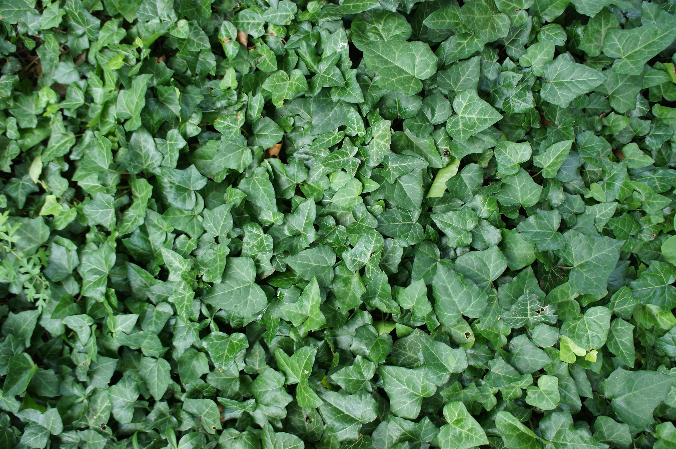 a group of plants in the ground close together