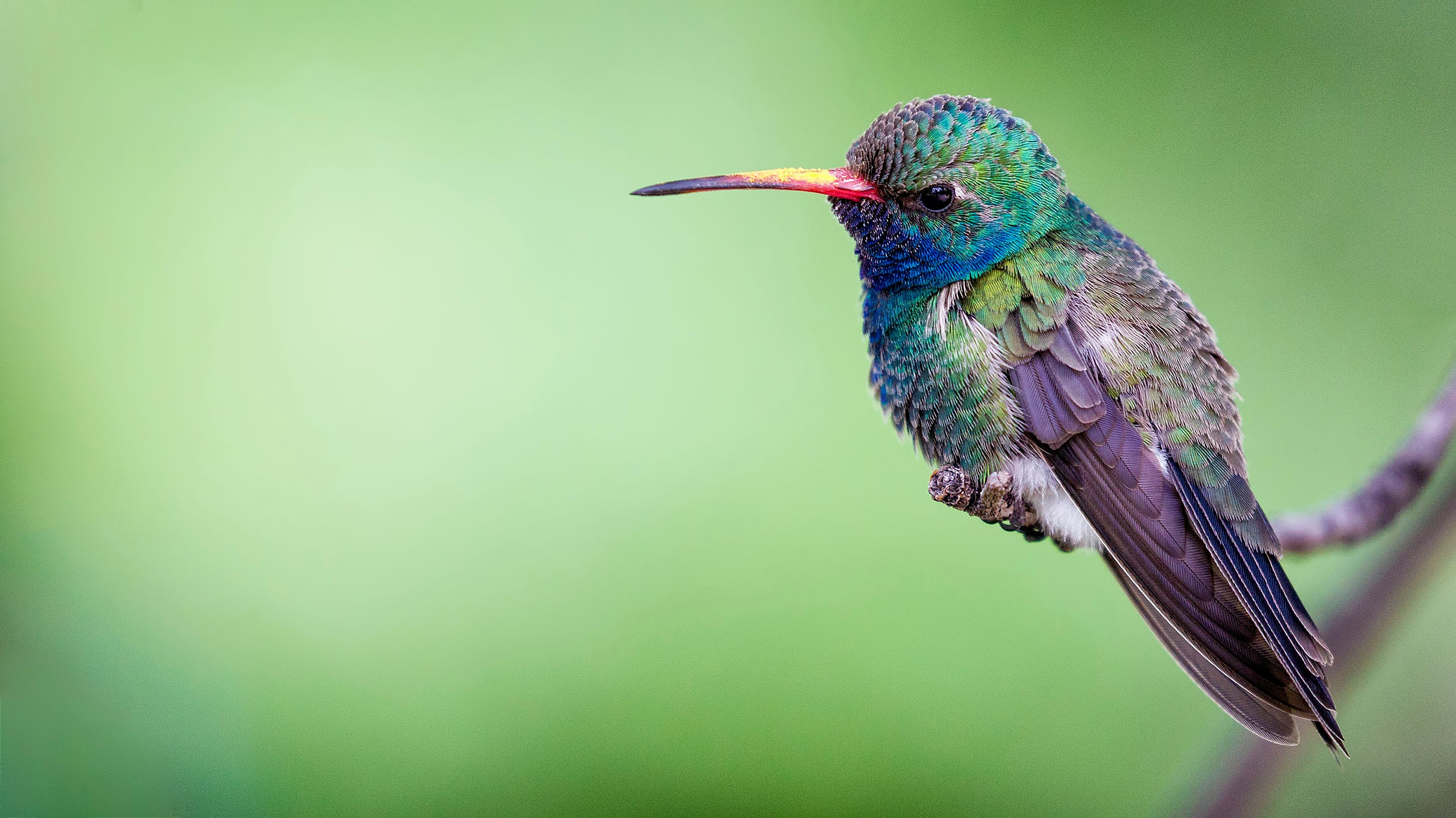 a bird that is sitting on a nch