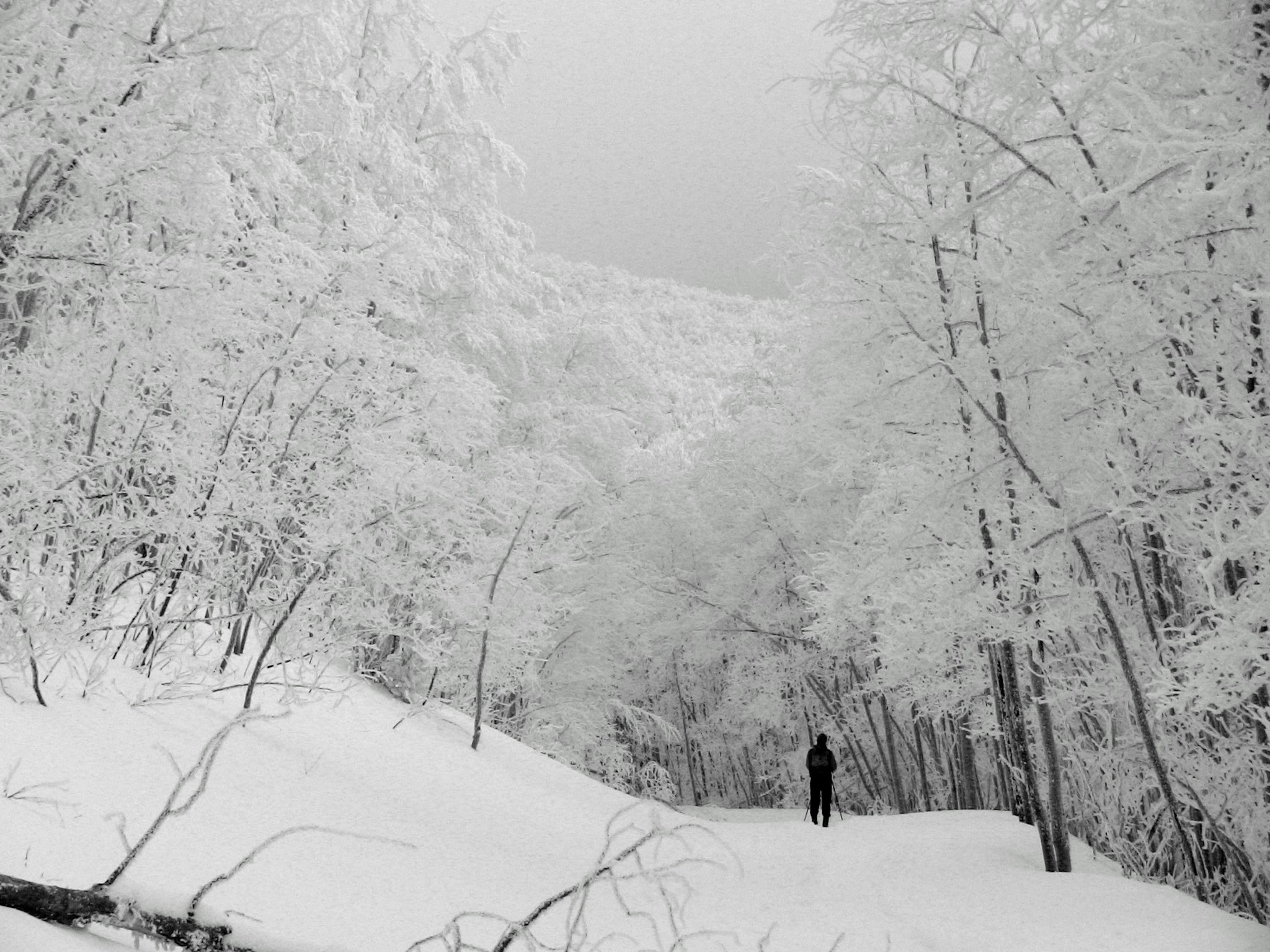 a man is standing alone among a snowy forest