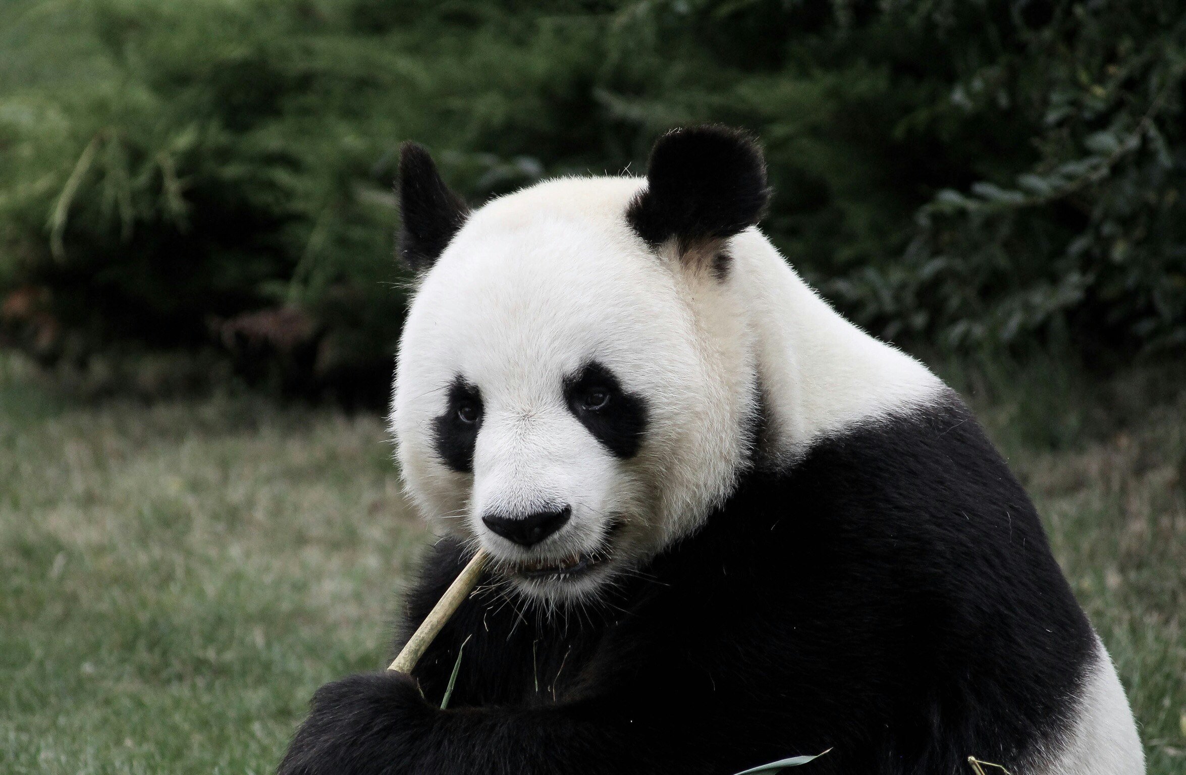 a panda eats bamboo in its habitat