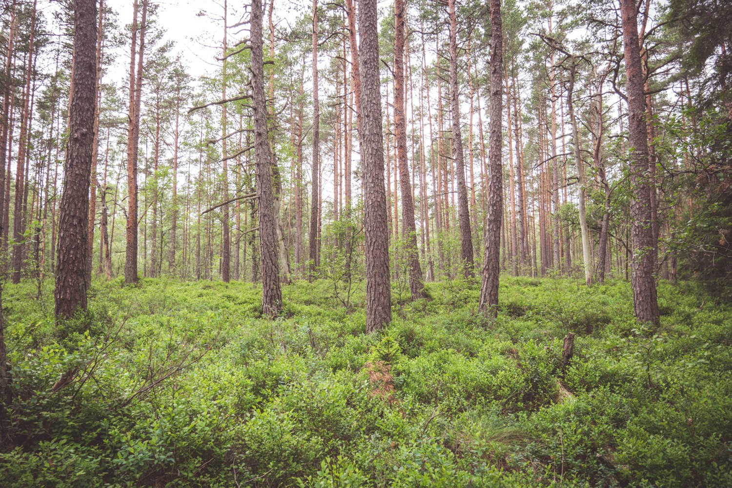 a grassy area with lots of trees and leaves