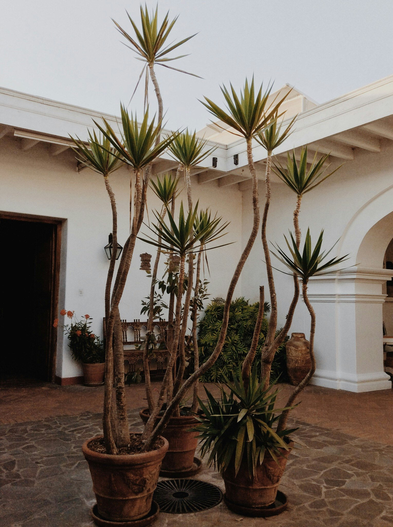 several potted plants sitting outside a building