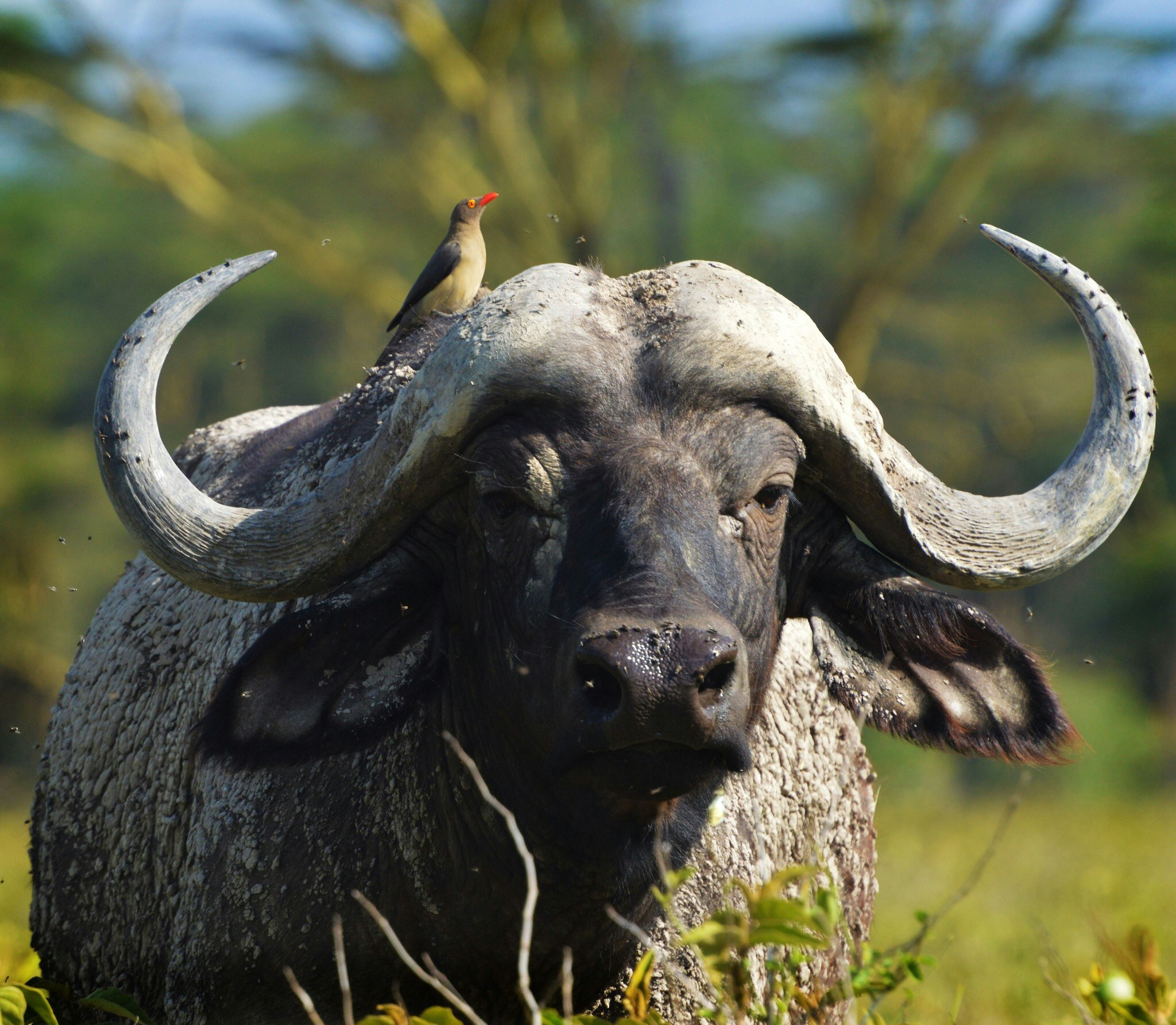 a horned animal with horns and birds perched on top of it