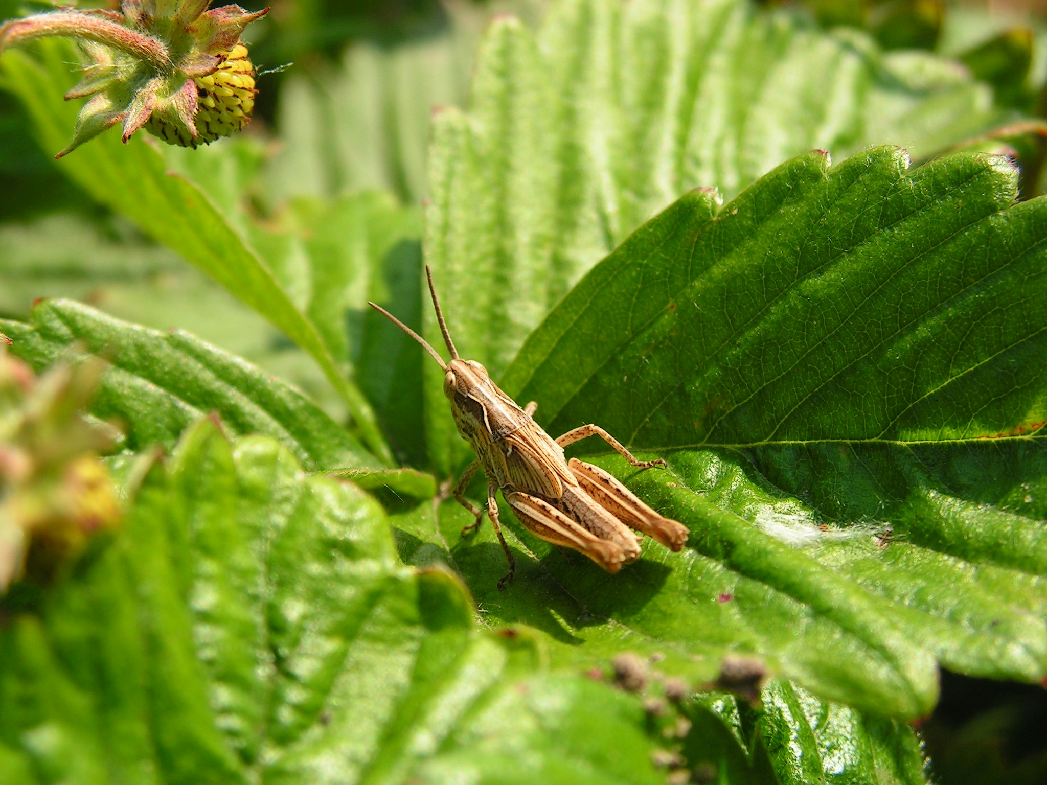 a bug sitting on a leaf next to a flower