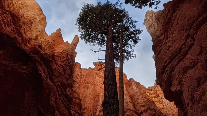 a lone tree growing from between two huge rocks